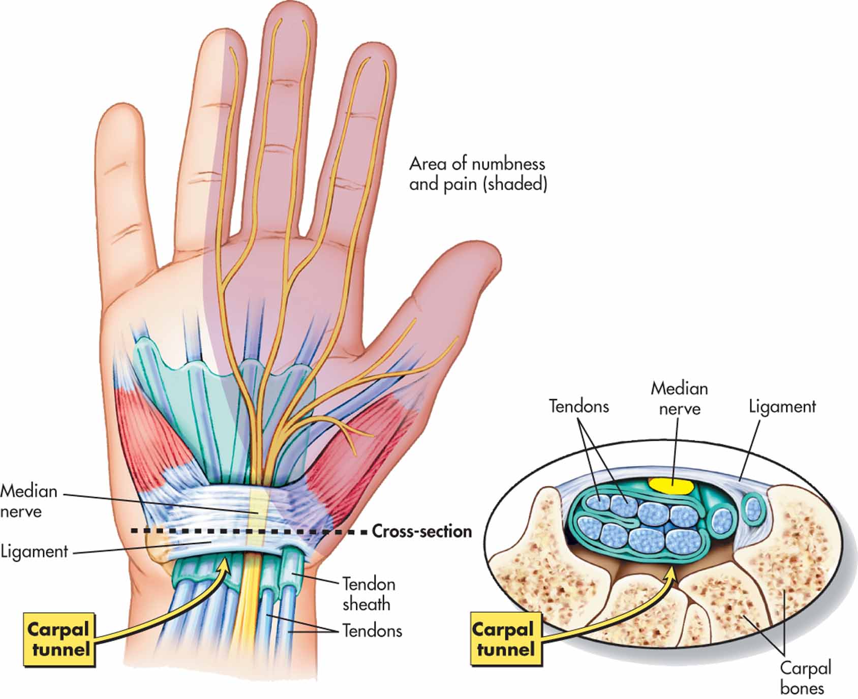 What Are Carpel