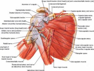 rotator cuff area